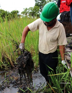 Vigilante ambiental de ACODECOSPAT muestra el petróleo en una raíz de totora.