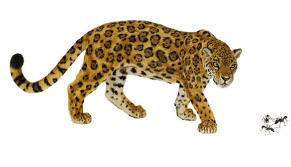 otorongoeisula